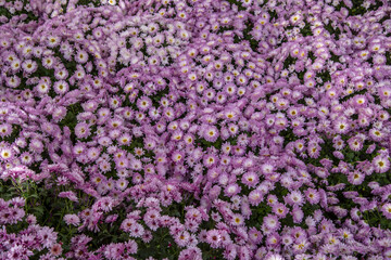 Fototapeta premium Full frame lilac chrysanthemums as a backdrop.