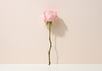 Fototapeta premium pink blooming rose on a white table. Beige background