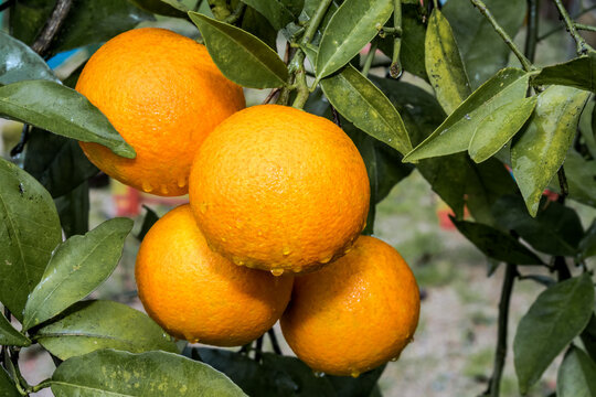 Sweet Orange (Citrus sinensis) in orchard, Abkhazia