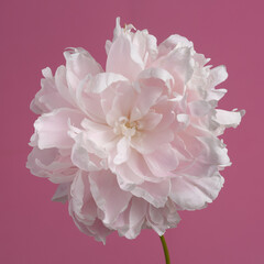 Gently pink peony flower isolated on pink background.