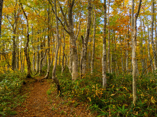 Walking in an autumnal Japanese beech forest (Zao, Yamagata, Japan)