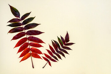 Creative autumn leaves background