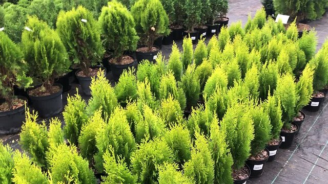 Autumn sale of spruce trees and shrubs in the plant nursery