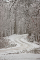 Snowy road making S through trees in winter forest.  Vertical photo.
