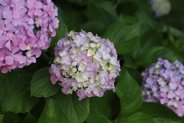 初夏の公園に咲くピンク色のアジサイの花