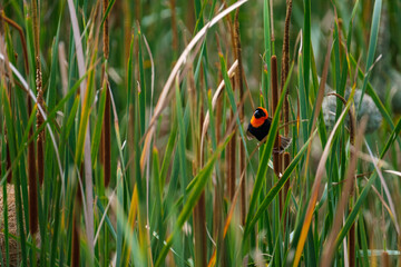 Red Bishop alongside a pond, among the reeds and building, weaving a nest