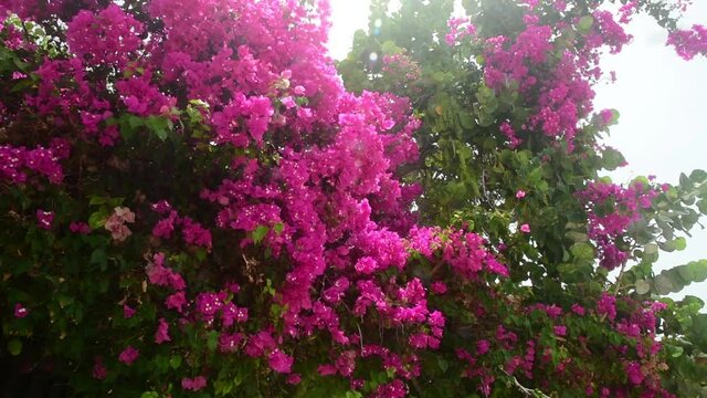 Beautiful Pink Purple Bougainvillea Creeper Flowers Sway In Wind. Beautiful