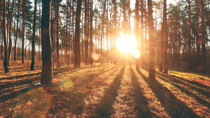 Beautiful Sunrise Sun Sunshine In Sunny Spring Coniferous Forest. Sunlight Sunbeams Through Woods In Forest Landscape