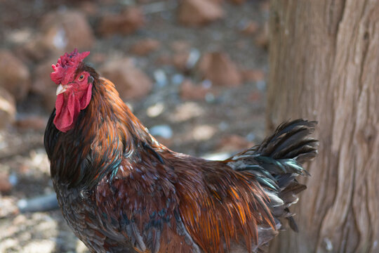 Portrait of a Welsummer domestic rooster, in colours of red yellow and dark green, standing outside 