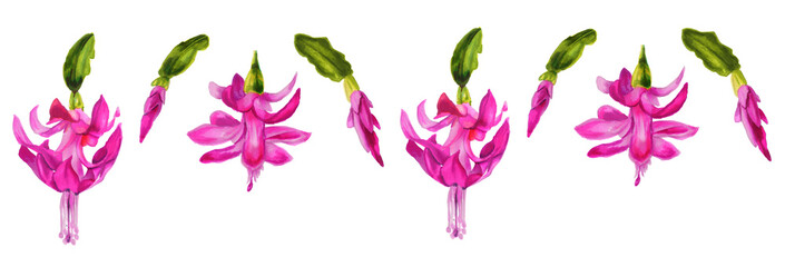 Watercolor illustration of a Christmas cactus.Horizontal frieze.  Hand drawn drawing with flowers of pink Schlumbergera on white. Zigokaktus. Brazilian Christmas. Schlumbergera flower and Bud Set.