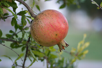 Close up of a Pomegranate (Punica granatum) fruit, hanging from the tree,  ready for harvest