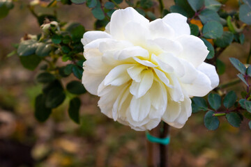 White rose seedling in a beautiful park in autumn - background