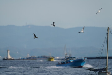 Fototapeta na wymiar black tailed gull and a fishing boat