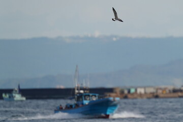 Fototapeta na wymiar black tailed gull and a fishing boat