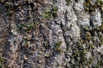 Beautiful texture pine and spruce wood bark - background, closeup