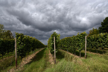 Fototapeta na wymiar Stormy clouds over the vineyard rows