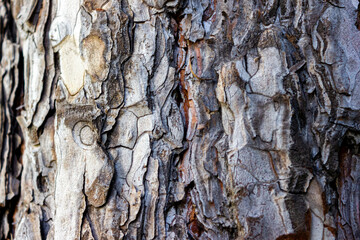 Beautiful texture pine and spruce wood bark - background, closeup