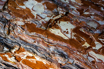 Beautiful texture pine and spruce wood bark - background, closeup
