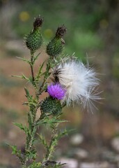 thistle and bee