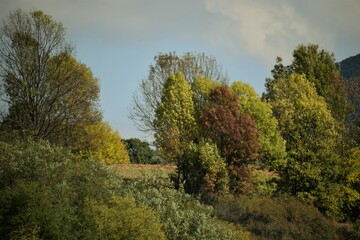 autumn landscape with trees