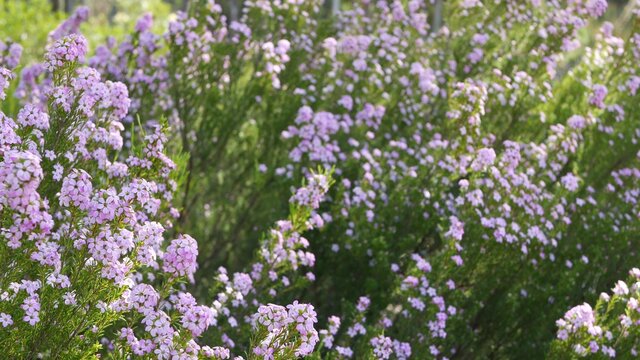 Confetti bush lilac flower, California USA. Coleonema pulchellum, buchu diosma springtime bloom. Home gardening, american decorative ornamental houseplant. Spring blossom natural botanical atmosphere.