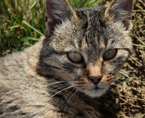 close up portrait of a cat