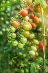 Fresh ripe tomatoes with green leaves