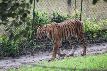 tiger in the zoo