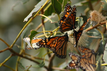 Monarch Butterflies Eating From Milkweed Plants at the Pismo Beach Grovers Butterfly Preserve in...