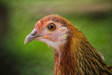 portrait of a chicken