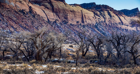 spooky bare trees against  a towering canyon partially covered by snow in Utah.