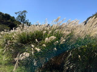 grass and sky