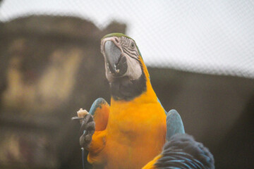 blue and yellow macaw