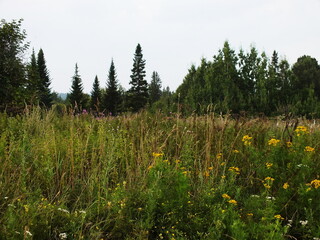 a field with growing grass