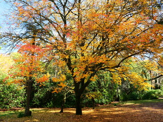 Fototapeta premium Autumn Tree
