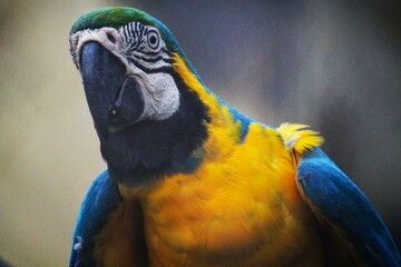 blue and yellow macaw