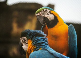 blue and yellow macaw