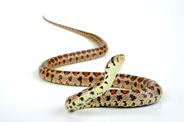 Leopard snake // Leopardnatter (Zamenis situla)