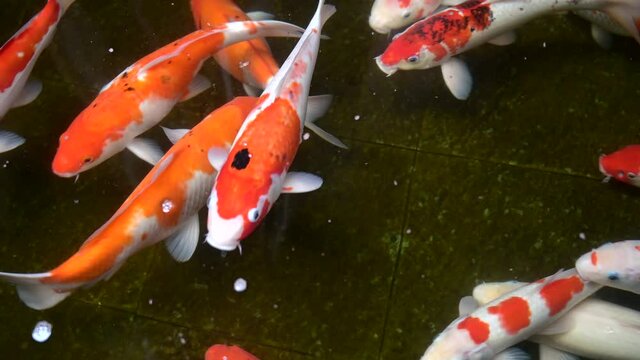 Fresh and peaceful closeup view of colorful koi fish swimming in pond with fresh clear water