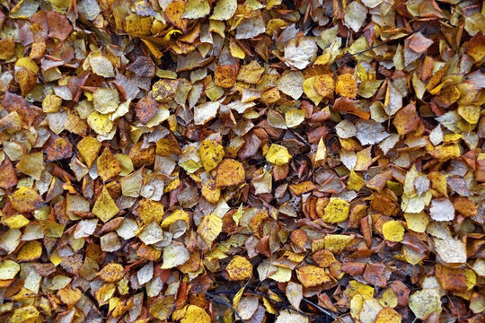 Carpet of fallen yellow birch leaves in autumn forest