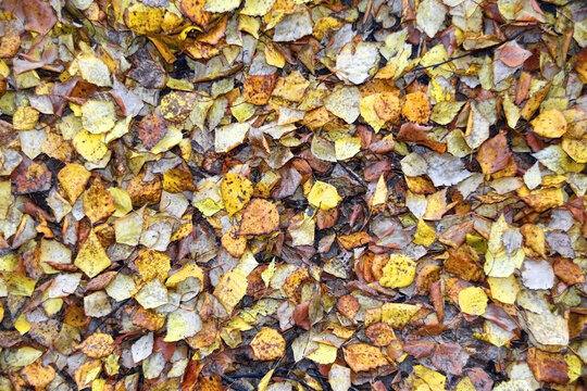 Carpet of fallen yellow birch leaves in autumn forest