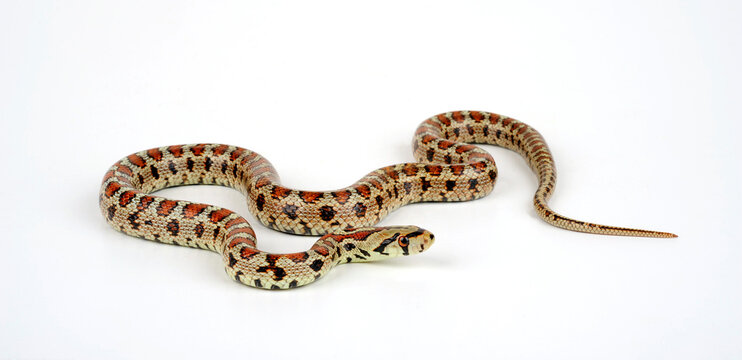 Leopard snake // Leopardnatter (Zamenis situla)