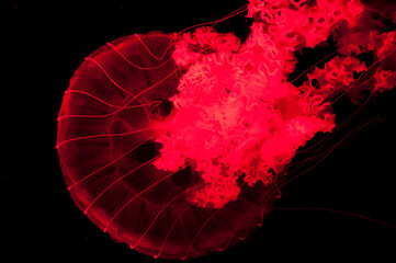 red jellyfish isolated on black background, aquarium