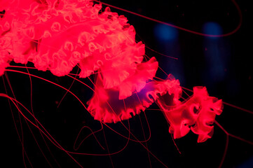 red jellyfish isolated on black background, swirl