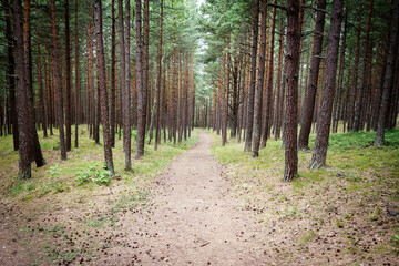 Pine forest in Lithuania