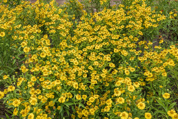 Helenium Autumnale Sneezeweed Yellow Flowers