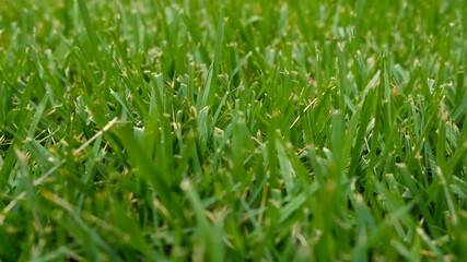 Green fresh grass close up. Flooded green meadow
