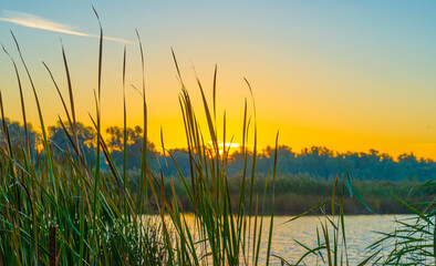 Green yellow reed along the edge of a lake in bright sunlight at sunrise in autumn, Almere,...