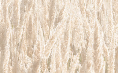 Field with dry autumn grass