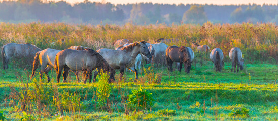 Playful horses in a field in wetland in bright sunlight at sunrise in autumn, Almere, Flevoland,...